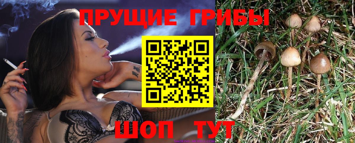 купить наркотики сайты  Галлюциногенные грибы GOLDEN TEACHER  Вход с VPN  Дзержинский 